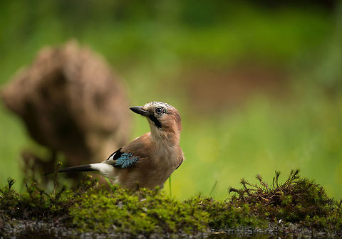 Eurasian Jay landing, Hoenderloo  Eurasian Jay,Garrulus glandarius,Geotagged,Hoenderloo,Netherlands,Summer