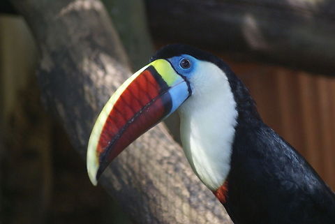 Red-billed Toucan Toucan spotted in the KL bird park Birds,Malaysia,Ramphastos tucanus,Red-billed Toucan,Toucan,White-throated Toucan