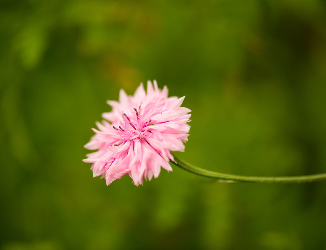 Bachelors button in pink? My guess is that this is a pink cultivar of a Bachelors Button, but I&#039;m far from sure. Bachelors button,Centaurea cyanus,Heesch,Macro Garden