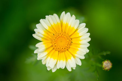 Garland chrysanthemum in our garden Thank you @Wildflower for the species ID! Garland Chrysanthemum,Garland chrysanthemum,Glebionis coronaria,Heesch,Macro Garden