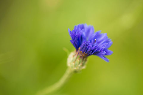 Bachelos Button about to bloom  Bachelors button,Centaurea cyanus,Heesch,Macro Garden