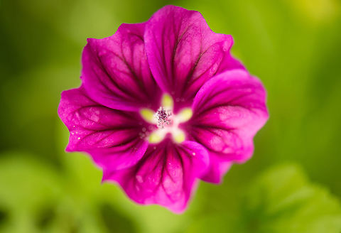 Common Mallow in our garden This flower has a strong presence in our garden and is very robust. It seems to survive months in a row, no matter the weather, without any visual damage. Geotagged,Heesch,Macro Garden,Malva sylvestris,Netherlands,Summer,malva sylvestris
