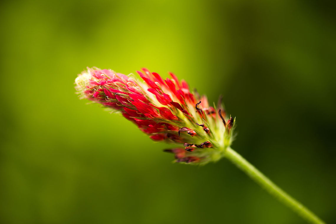 Side view of a Crimson Clover in our garden  Crimson clover,Geotagged,Heesch,Macro Garden,Netherlands,Summer,Trifolium incarnatum