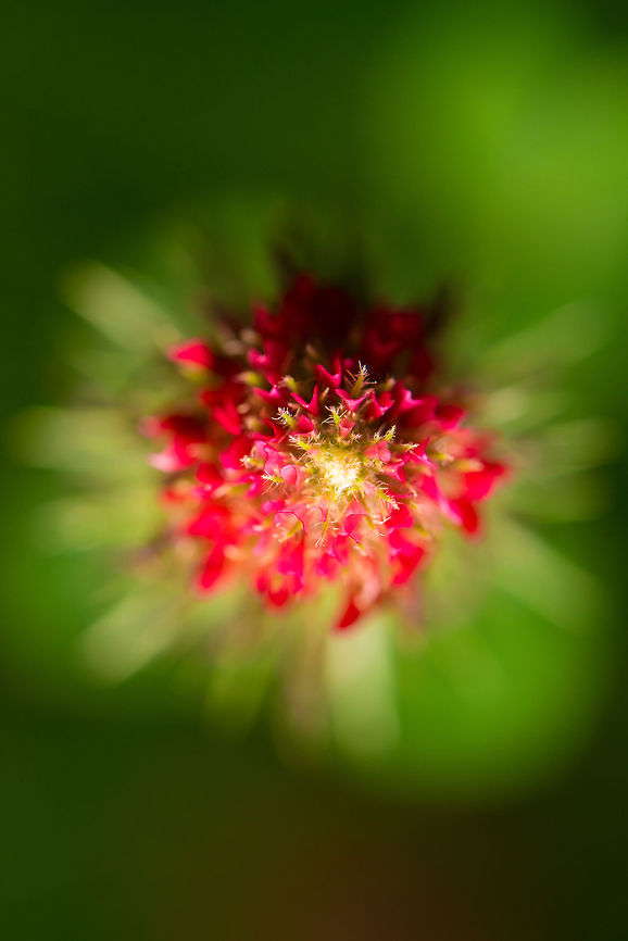 Top view of a Crimson Clover in our garden - II Somewhat of an accident, where only one of two flashes on my ring flasher fired. Crimson clover,Geotagged,Heesch,Macro Garden,Netherlands,Summer,Trifolium incarnatum