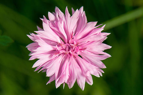 Bachelors button in pink - top view? My guess is that this is a pink cultivar of a Bachelors Button, but I'm far from sure. Bachelors button,Centaurea cyanus,Geotagged,Heesch,Macro Garden,Netherlands,Summer