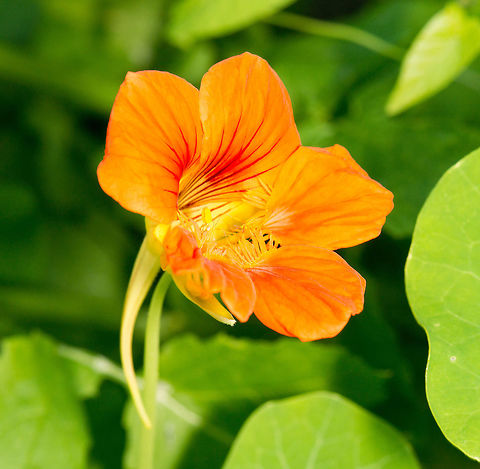 Large Indian Cress in our garden  Heesch,Indian cress,Macro Garden,Tropaeolum majus