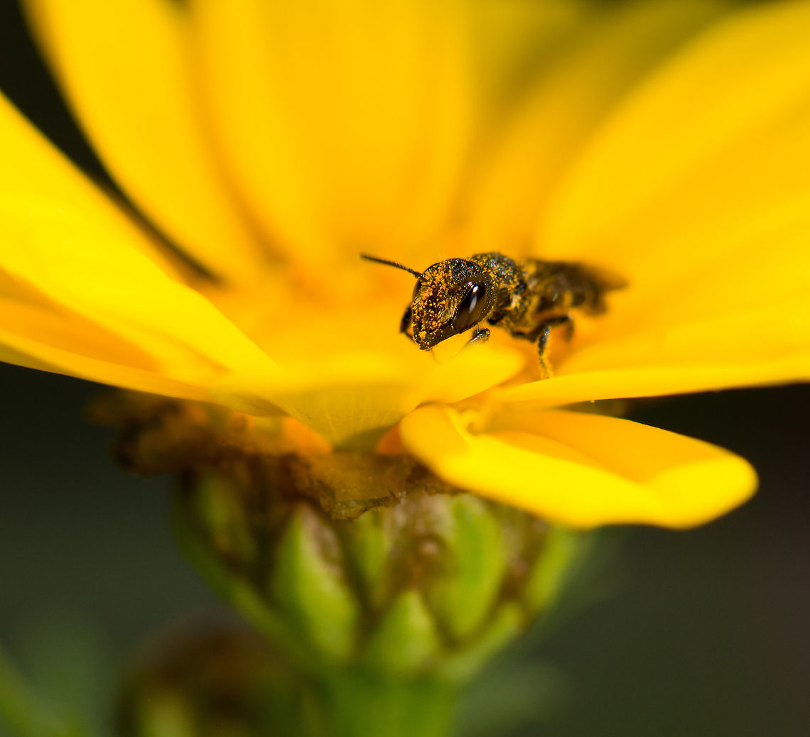 Insect submerged in nectar of Corn marigold Found in our garden. Reference for the flower ID:<br />
<a href="http://databank.groenkennisnet.nl/Imagesonkruiden/gele_ganzenbloem_bloem_zijaanzich_KULeuven.jpg" rel="nofollow">http://databank.groenkennisnet.nl/Imagesonkruiden/gele_ganzenbloem_bloem_zijaanzich_KULeuven.jpg</a> Geotagged,Glebionis segetum,Heesch,Macro Garden,Netherlands,Summer