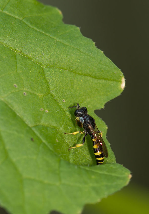 Crabro peltarius in our garden  Crabro peltarius,Heesch,Macro Garden,netherlands
