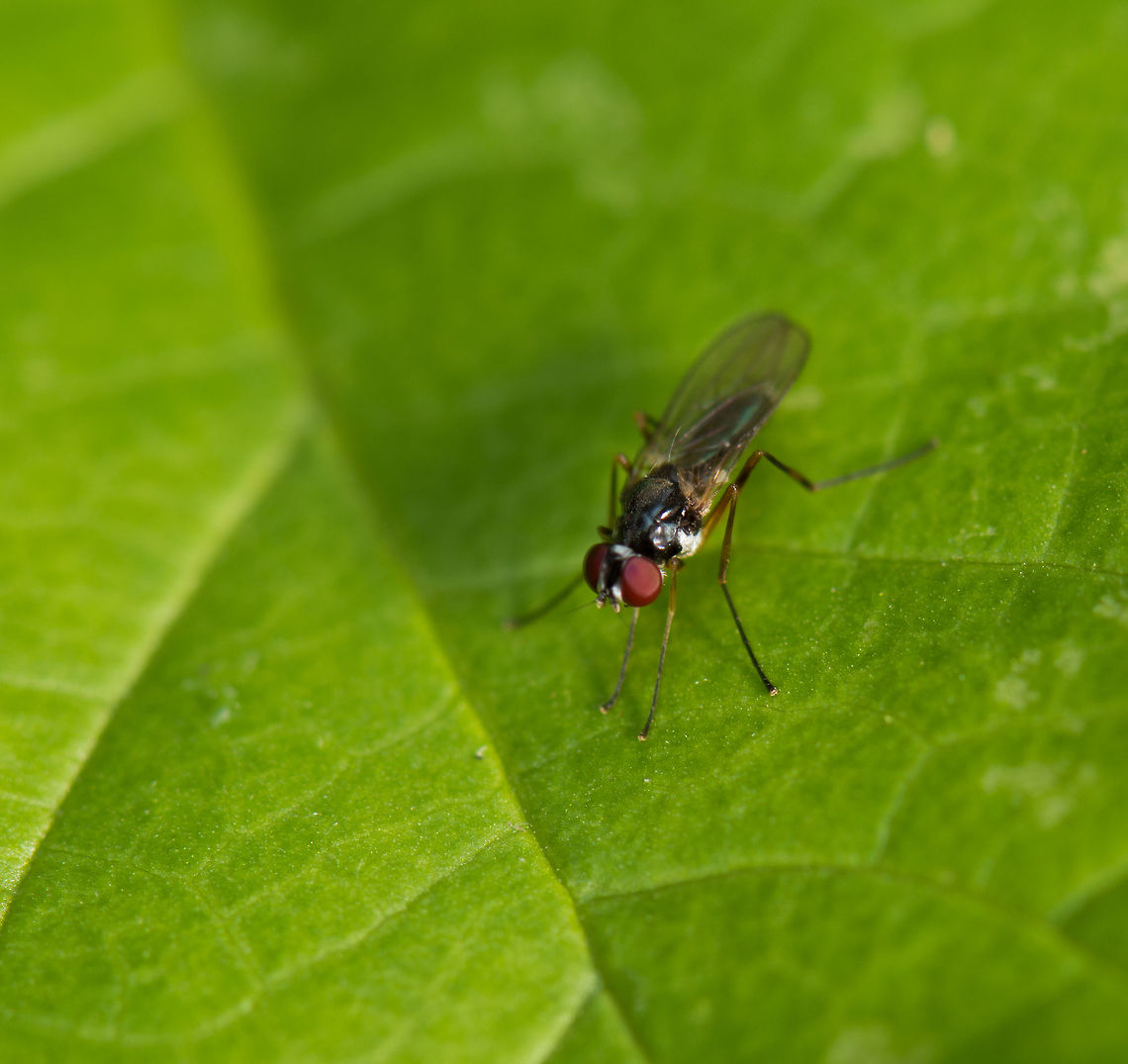 Tiny fly in our garden Identified with external help. Geotagged,Heesch,Macro Garden,Netherlands,Summer,Tanypeza longimana