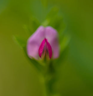 Macro of Common Vetch  Common vetch,Geotagged,Heesch,Macro Garden,Netherlands,Summer,Vicia sativa