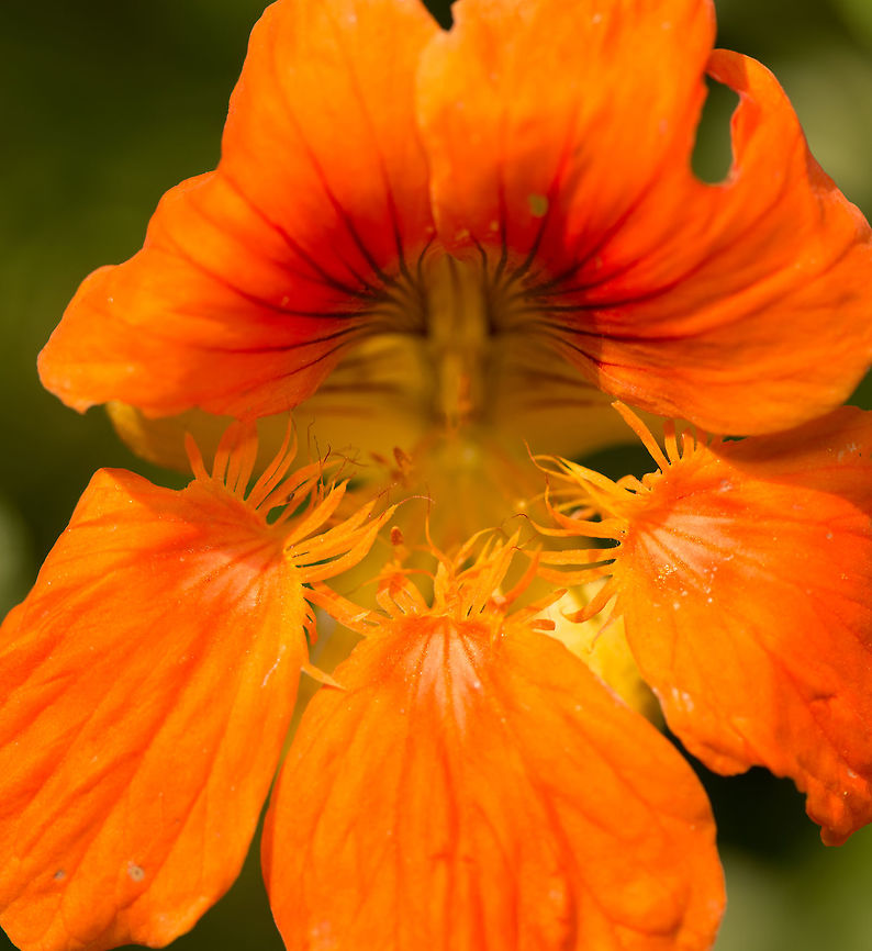 Macro of Indian Cress  Geotagged,Heesch,Indian cress,Macro Garden,Netherlands,Summer,Tropaeolum majus