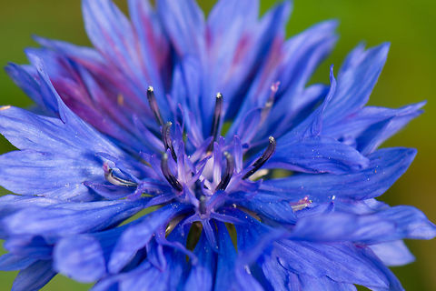 Macro of Bachelors Button flower core  Bachelors button,Centaurea cyanus,Geotagged,Heesch,Macro Garden,Netherlands,Summer