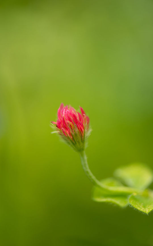 Crimson Clover Macro - II  Crimson clover,Geotagged,Heesch,Macro Garden,Netherlands,Summer,Trifolium incarnatum