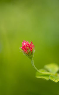 Crimson Clover Macro - II  Crimson clover,Geotagged,Heesch,Macro Garden,Netherlands,Summer,Trifolium incarnatum