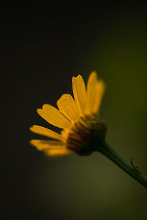 Corn Marigold sideview  Corn marigold,Geotagged,Glebionis segetum,Heesch,Macro Garden,Netherlands,Summer