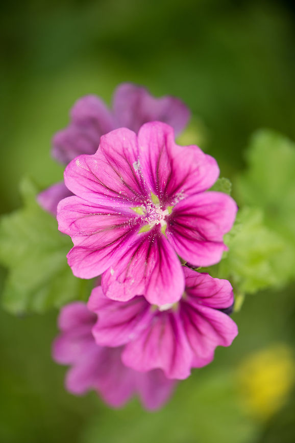 Multiple Common Mallows in our garden  Heesch,Macro Garden,Malva sylvestris