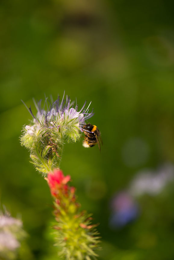 Large earth bumblebee on Lacy phacelia  Bombus terrestris,Geotagged,Heesch,Macro Garden,Netherlands,Summer