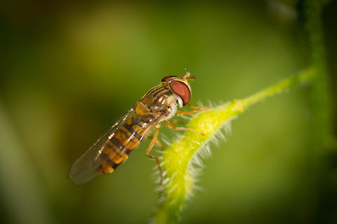 Side view of Marmalade Hoverfly in our garden  Episyrphus balteatus,Geotagged,Heesch,Macro Garden,Marmalade Hoverfly,Netherlands,Summer