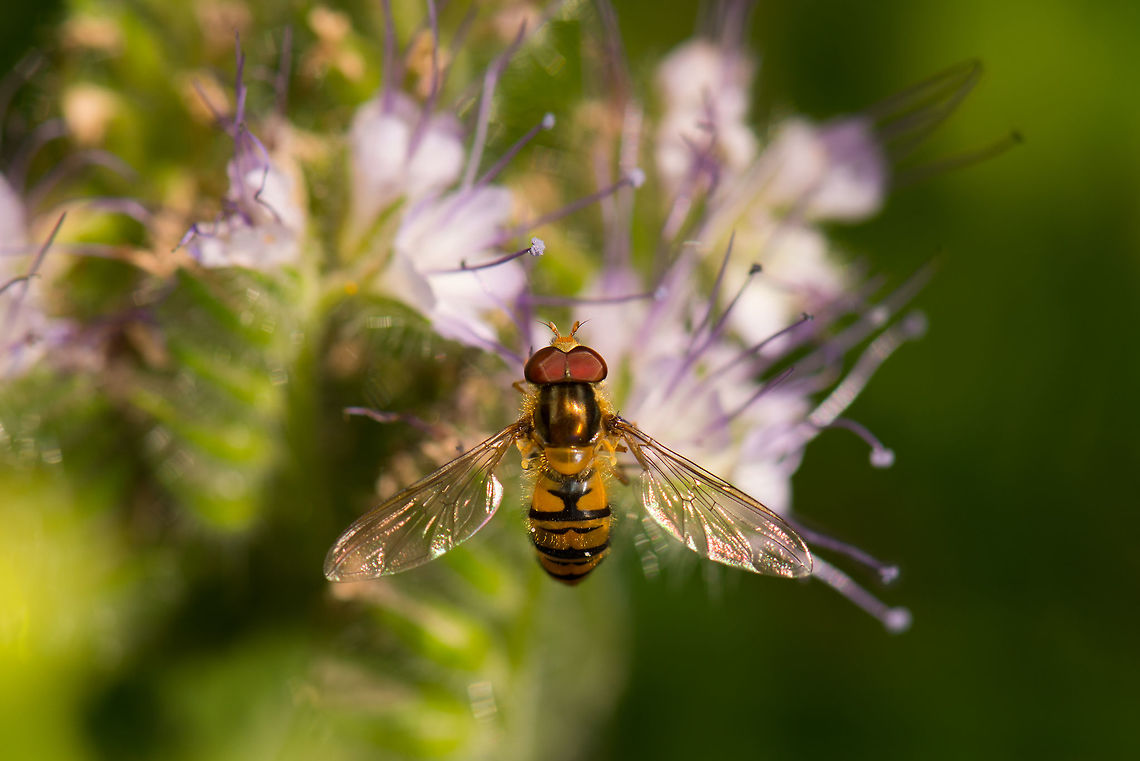 Top view of Marmalade Hoverfly in our garden  Episyrphus balteatus,Geotagged,Heesch,Macro Garden,Marmalade Hoverfly,Netherlands,Summer