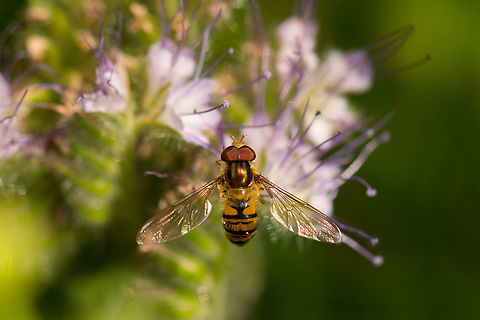 Top view of Marmalade Hoverfly in our garden  Episyrphus balteatus,Geotagged,Heesch,Macro Garden,Marmalade Hoverfly,Netherlands,Summer