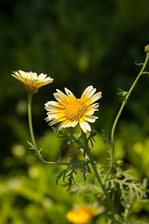 Garland chrysanthemum (full plant photo) in our garden  Chrysanthemum coronarium,Garland Chrysanthemum,Garland chrysanthemum,Geotagged,Glebionis coronaria,Heesch,Macro Garden,Netherlands,Summer
