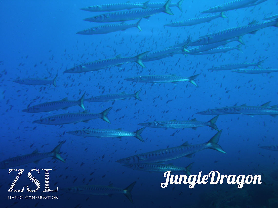 JungleDragon reaches 30,000 wildlife photos! (image by @Patomarazul: <a href="http://www.jungledragon.com/user/2298/patomarazul.html)" rel="nofollow">http://www.jungledragon.com/user/2298/patomarazul.html)</a><br />
<br />
We recently crossed the milestone of 30,000 fantastic wildlife photos, of which almost 90% has their species ID set. <br />
<br />
As per good tradition, JungleDragon will donate to wildlife for every 1,000 photos shared. This time we will do a double donation to celebrate both the 29,000 and 30,000 milestones that we passed.<br />
<br />
The donation of 200 euro has gone to ZSL, the Zoological Society of London. An organization that is active in many fields of conservation. Reason for this donation was the disturbing report released recently by ZSL and WF on how us humans have managed to destroy 50% of marine species in a mere 40 years. We're scraping the oceans like there is no tomorrow, not only harming this giant habitat, but also our very own primary food source for 3 billion people.<br />
<br />
The report can be found here:<br />
<a href="https://www.worldwildlife.org/publications/living-blue-planet-report-2015" rel="nofollow">https://www.worldwildlife.org/publications/living-blue-planet-report-2015</a><br />
<br />
The ZSL website:<br />
<a href="http://www.zsl.org/conservation" rel="nofollow">http://www.zsl.org/conservation</a><br />
<br />
You are invited to help along if you can spare some cash. And of course you are encouraged to keep sharing wildlife on this very website. Not only is it fun and educational, it actively contributes to more donations. <br />
<br />
Thank you, dear community. Donations