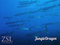 JungleDragon reaches 30,000 wildlife photos! (image by @Patomarazul: http://www.jungledragon.com/user/2298/patomarazul.html)<br />
<br />
We recently crossed the milestone of 30,000 fantastic wildlife photos, of which almost 90% has their species ID set. <br />
<br />
As per good tradition, JungleDragon will donate to wildlife for every 1,000 photos shared. This time we will do a double donation to celebrate both the 29,000 and 30,000 milestones that we passed.<br />
<br />
The donation of 200 euro has gone to ZSL, the Zoological Society of London. An organization that is active in many fields of conservation. Reason for this donation was the disturbing report released recently by ZSL and WF on how us humans have managed to destroy 50% of marine species in a mere 40 years. We're scraping the oceans like there is no tomorrow, not only harming this giant habitat, but also our very own primary food source for 3 billion people.<br />
<br />
The report can be found here:<br />
https://www.worldwildlife.org/publications/living-blue-planet-report-2015<br />
<br />
The ZSL website:<br />
http://www.zsl.org/conservation<br />
<br />
You are invited to help along if you can spare some cash. And of course you are encouraged to keep sharing wildlife on this very website. Not only is it fun and educational, it actively contributes to more donations. <br />
<br />
Thank you, dear community. Donations