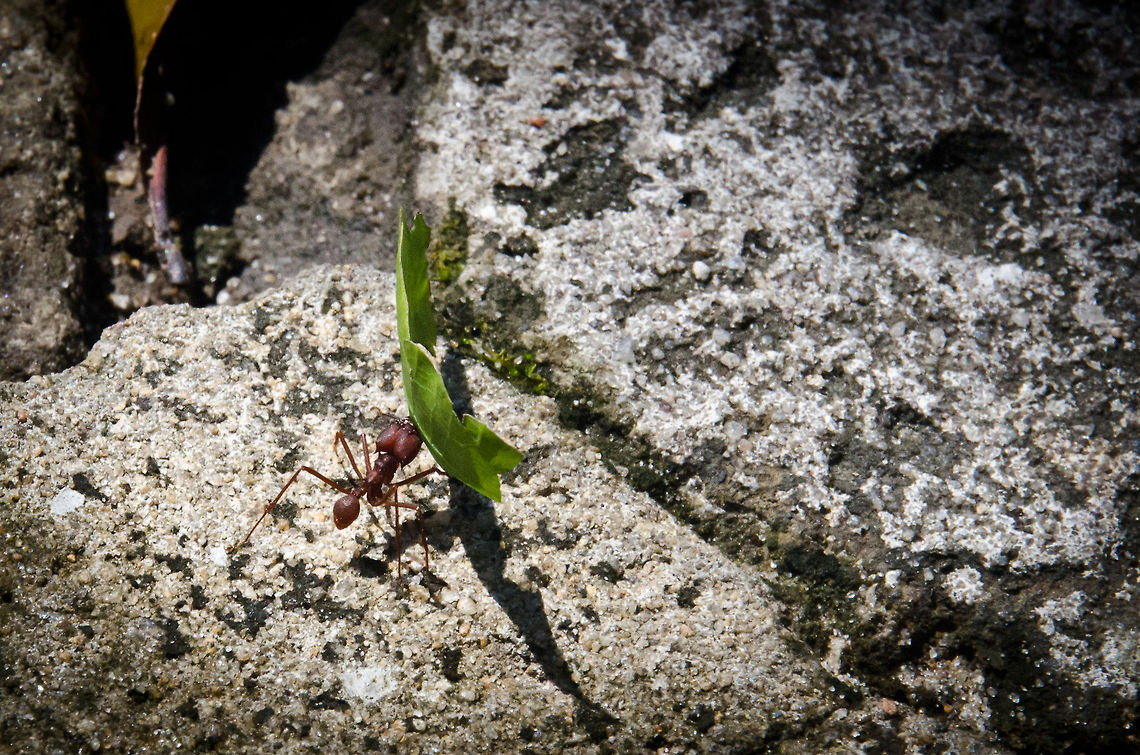 Leaf Cutter Ant at work Even the few hardened paths around our Amazon lodge were crawling with life. Here we see a leaf cutting ant at work, picking up and transporting a leaf fragment that was cut out by another worker. They are one of the most complex animal societies on the planet. Amazon,Ants,Atta colombica,Brazil,Geotagged,Insects,Leaf cutting ants