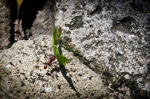 Leaf Cutter Ant at work Even the few hardened paths around our Amazon lodge were crawling with life. Here we see a leaf cutting ant at work, picking up and transporting a leaf fragment that was cut out by another worker. They are one of the most complex animal societies on the planet. Amazon,Ants,Atta colombica,Brazil,Geotagged,Insects,Leaf cutting ants