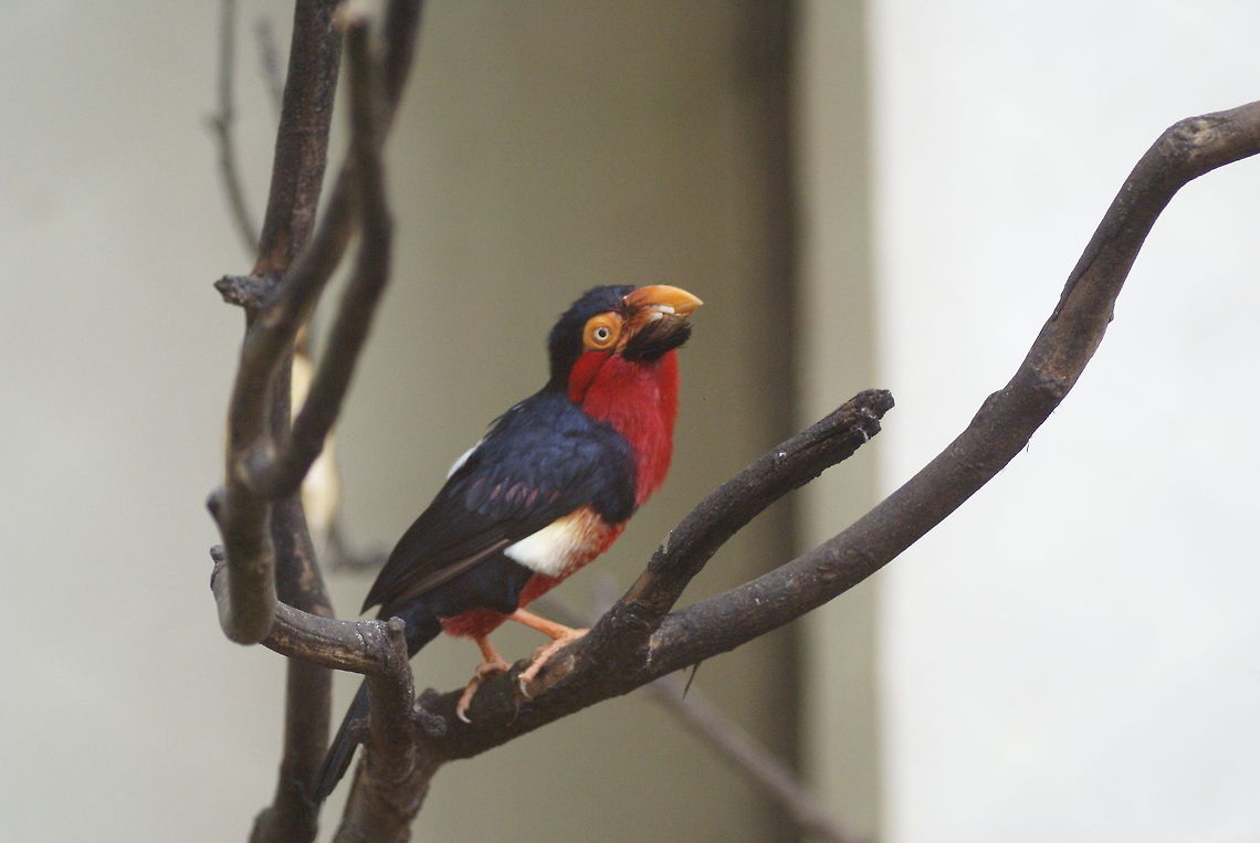 Double-toothed Barbet One of my favorite birds, only found in very remote and exotic places. Barbet,Birds,Double-toothed Barbet,Lybius bidentatus,Malaysia