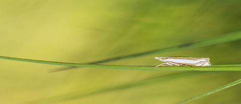 Crambus lathoniellus wide screen  Crambus lathoniellus,Geotagged,Heesch,Macro,Netherlands,Summer