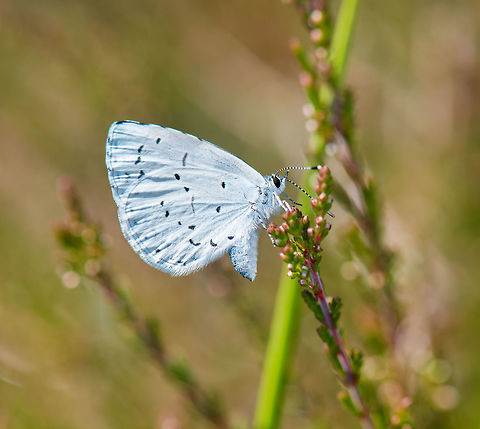 Holly Blue sideview - macro  Celastrina argiolus,Geotagged,Heesch,Holly Blue,Netherlands,Summer,macro