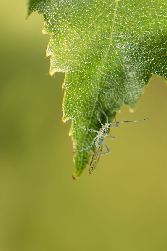 Silver birch aphid, Netherlands 2-3mm in size. Euceraphis betulae,Geotagged,Heesch,Netherlands,Silver birch aphid,Summer