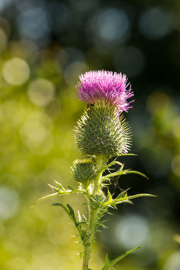 Welted thistle, Netherlands Could also be Carduus acanthoides, not entirely sure. Carduus crispus,Geotagged,Heesch,Netherlands,Summer