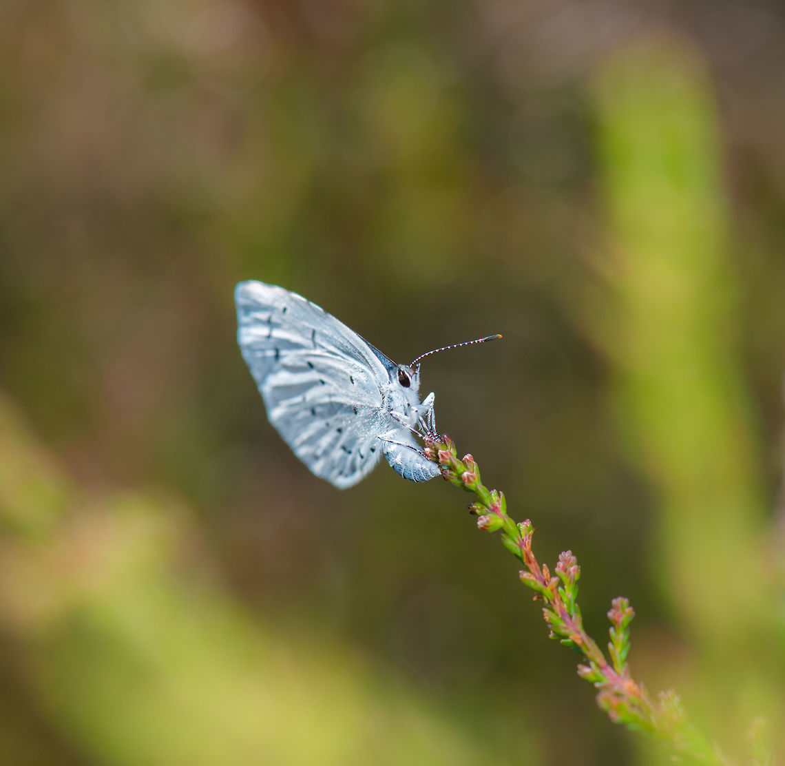 Holly Blue balancing on plant, Netherlands  Celastrina argiolus,Geotagged,Heesch,Holly Blue,Macro,Netherlands,Summer
