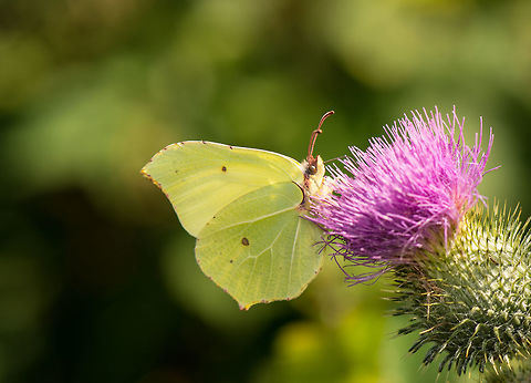 Common Brimstone feeding on thistle juice, Netherlands In dutch they are called the lemon butterfly, in particular the males are very yellow. Common Brimstone,Geotagged,Gonepteryx rhamni,Heesch,Netherlands,Summer