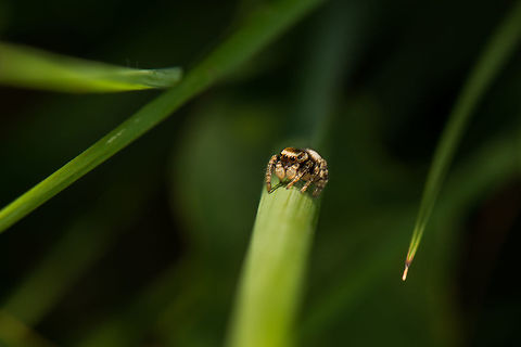 Evarcha falcata planning next jump, Netherlands Slightly unsharp, but always a pleasant surprise to encounter them. Evarcha falcata,Geotagged,Heesch,Macro,Netherlands,Summer