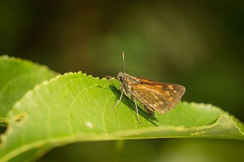 Macro of Large Skipper, Netherlands  Geotagged,Heesch,Large Skipper,Netherlands,Ochlodes sylvanus,Summer