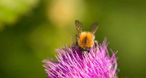 Large earth bumblebee submerged in thistle  Bombus terrestris,Geotagged,Heesch,Large earth bumblebee,Macro,Netherlands,Summer