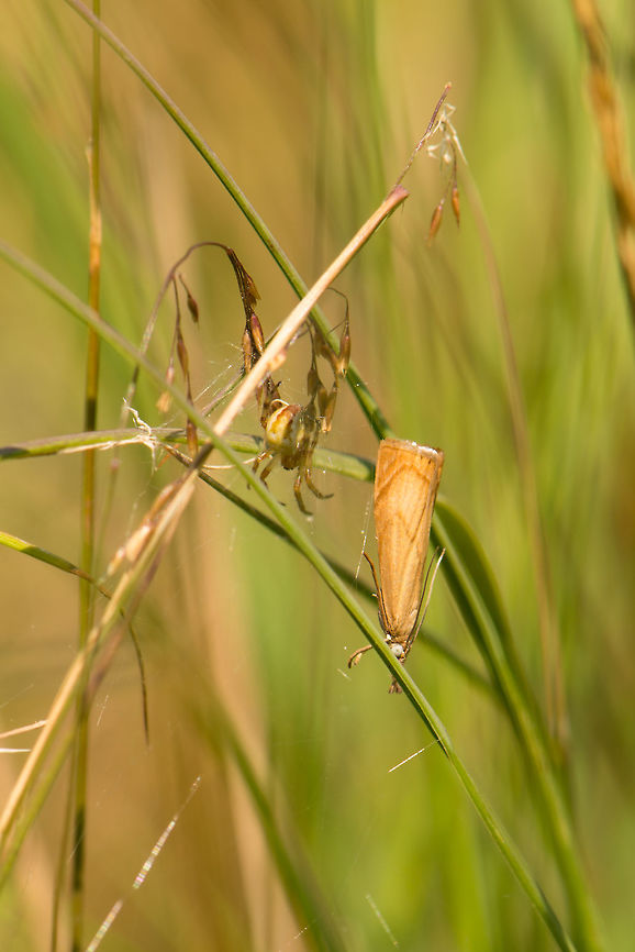 Help! In this habitat of tall grass, every step I make triggers a few moths flying away and grasshoppers jumping. This moth flew off right into this spider&#039;s web. You can see the moth&#039;s surprised look. No worries, I freed it. Sorry. Chrysoteuchia culmella,Geotagged,Heesch,Netherlands,Summer