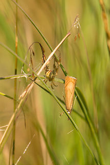 Help! In this habitat of tall grass, every step I make triggers a few moths flying away and grasshoppers jumping. This moth flew off right into this spider's web. You can see the moth's surprised look. No worries, I freed it. Sorry. Chrysoteuchia culmella,Geotagged,Heesch,Netherlands,Summer
