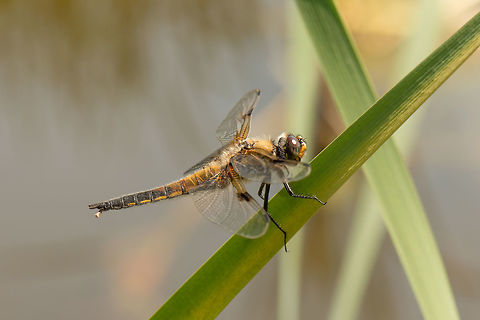 Four-spotted Chaser on reed, side view  Four-spotted Chaser,Geotagged,Heesch,Libellula quadrimaculata,Macro,Netherlands,Summer