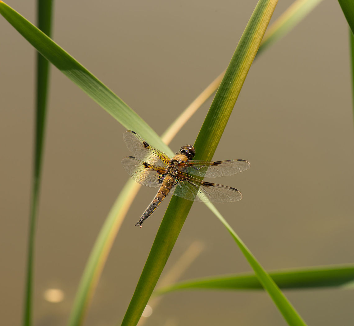 Four-spotted Chaser on reed, top/side view  Four-spotted Chaser,Geotagged,Heesch,Libellula quadrimaculata,Macro,Netherlands,Summer