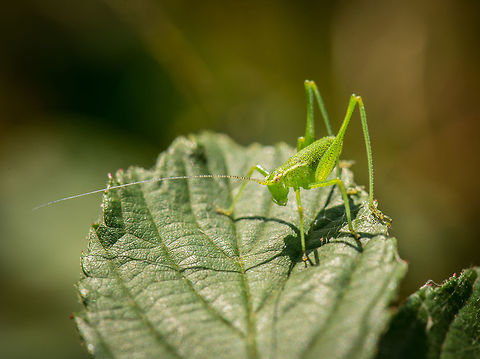 Speckled bush-cricket macro, defensive pose Bush crickets are highly aware of their environment, from meters away they can see you coming. Usually they shy away and show me their hinds, but this one was a bit more daring. Geotagged,Heesch,Leptophyes punctatissima,Netherlands,Speckled bush-cricket,Summer
