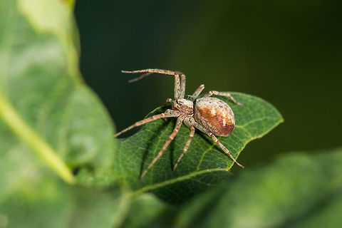 Philodromidae(?) Species under investigation. Geotagged,Heesch,Netherlands,Philodromus aureolus,Summer