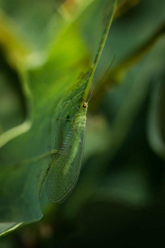 Sideview of Common Green Lacewing, Netherlands  Chrysoperla carnea,Common green lacewing,Geotagged,Heesch,Netherlands,Summer