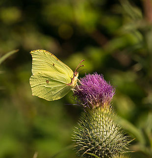 Common Brimstone feeding on thistle juice - II, Netherlands  Common Brimstone,Geotagged,Gonepteryx rhamni,Heesch,Macro,Netherlands,Summer