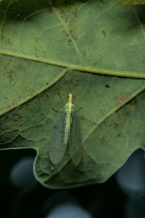 Common green Lacewing, top view Also called &quot;golden eye&quot; in dutch. I don&#039;t come across them very often, as you can see here they are often on the underside of leafs. Chrysoperla carnea,Common green lacewing,Geotagged,Heesch,Netherlands,Summer