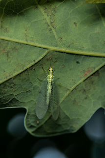 Common green Lacewing, top view Also called "golden eye" in dutch. I don't come across them very often, as you can see here they are often on the underside of leafs. Chrysoperla carnea,Common green lacewing,Geotagged,Heesch,Netherlands,Summer