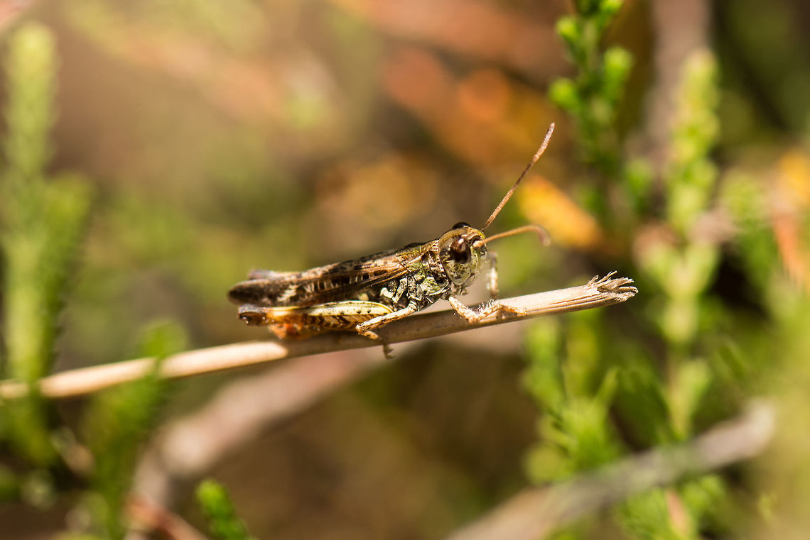 Myrmeleotettix maculatus on twig, Netherlands Not a great photo, but an interesting species I think, due to its very complex patterns. Geotagged,Heesch,Myrmeleotettix maculatus,Netherlands,Summer